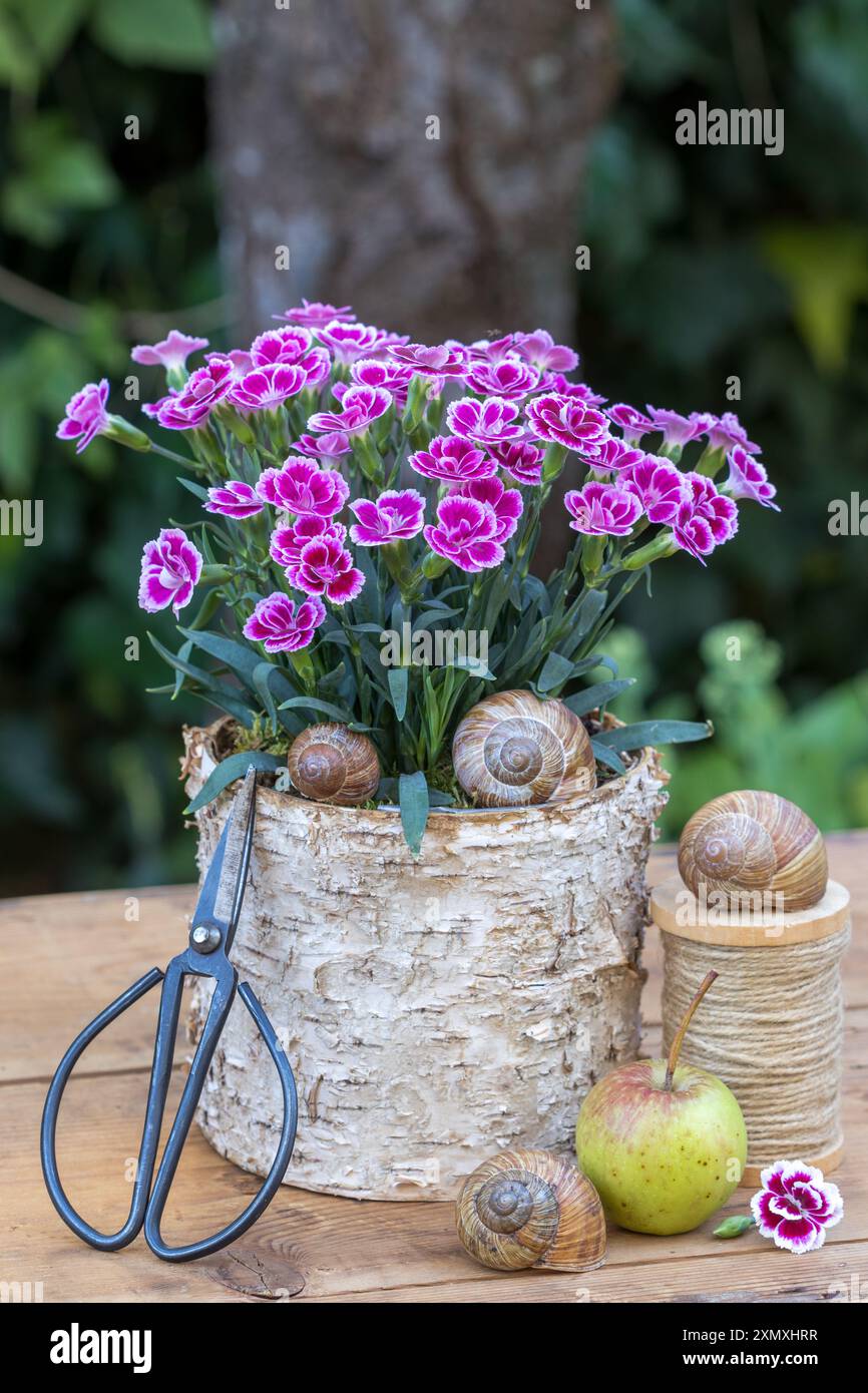 garofano rosa (ibrido dianthus) in un vaso di corteccia di betulla nel giardino Foto Stock