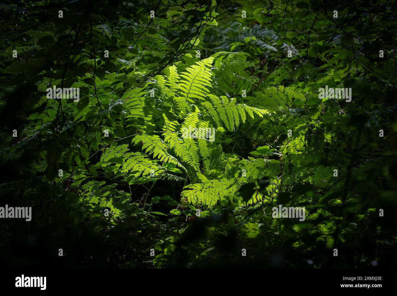 La luce della sera cade sui vivaci bratti di felce verdi nel profondo di un bosco scuro, Worcestershire, Inghilterra. Foto Stock