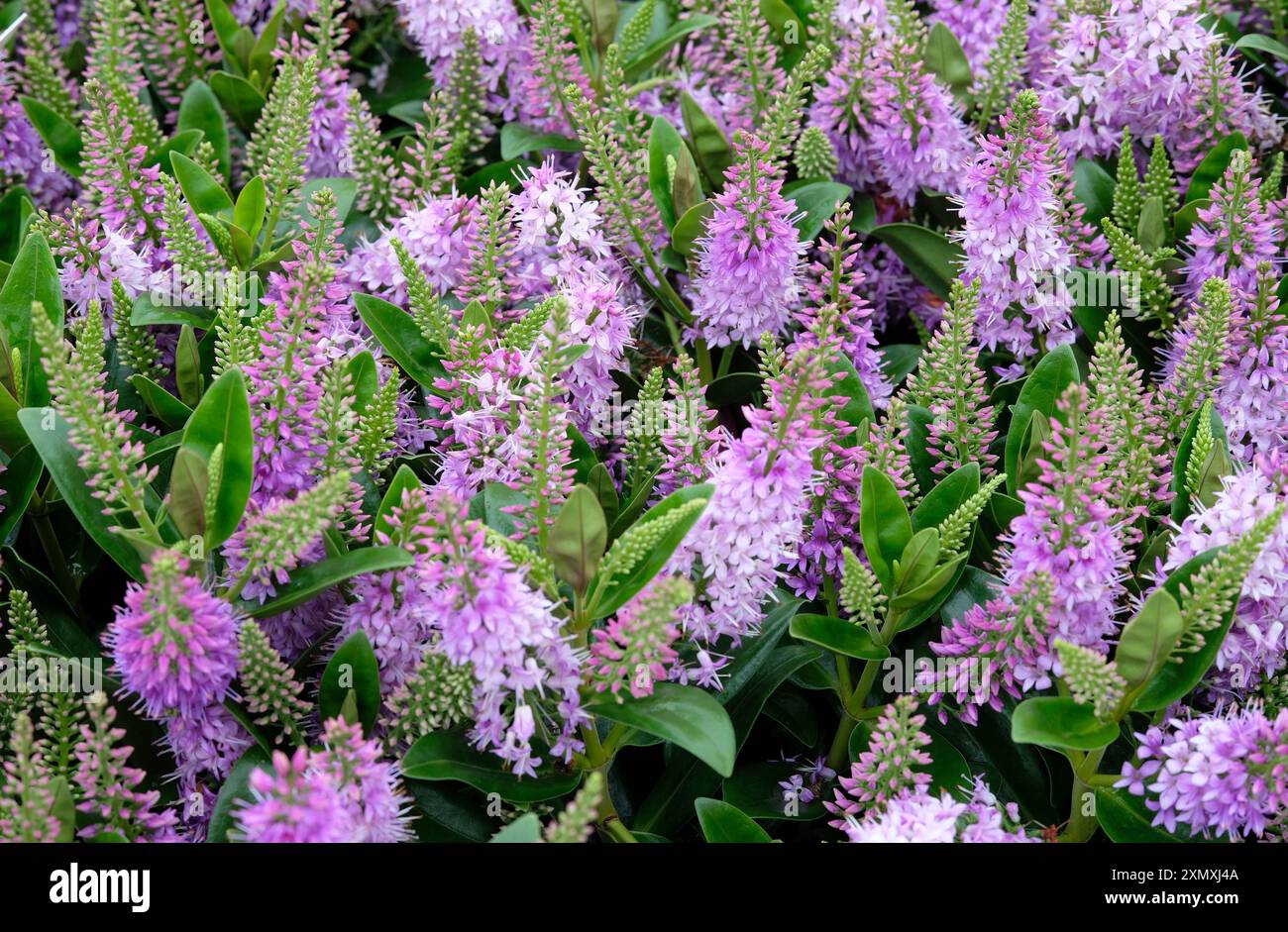 arbusti di hebe sempreverdi in fiore Foto Stock