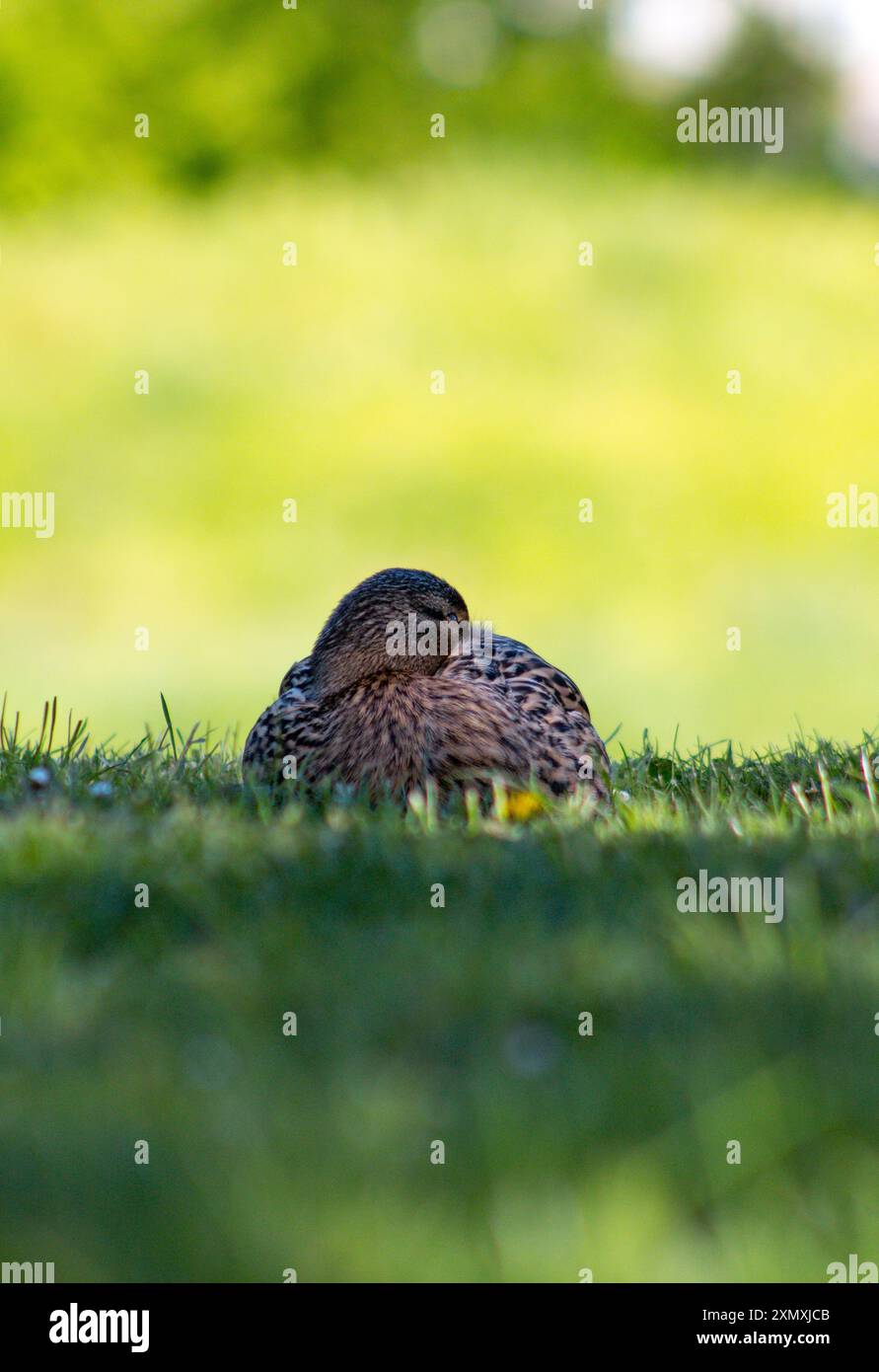 anatra seduto in un'erba accanto a un fiume Foto Stock