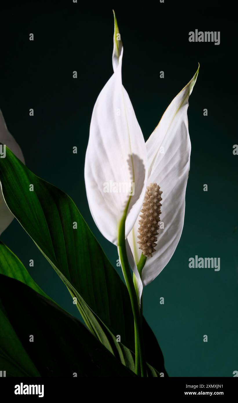 gigli di pace bianchi su sfondo verde scuro Foto Stock