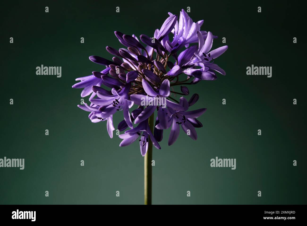 agapanthus africanus fiorito su sfondo verde Foto Stock