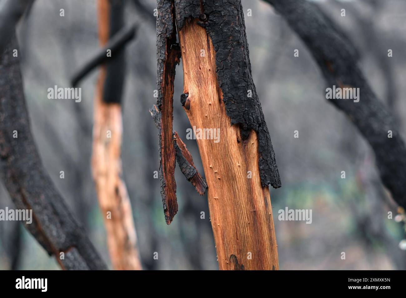 Primo piano dettagliato di un tronco di albero carbonizzato, rivelando il danno e la consistenza dopo un incendio a Navarra, Spagna. Il contrasto tra bruciato e incombusto Foto Stock