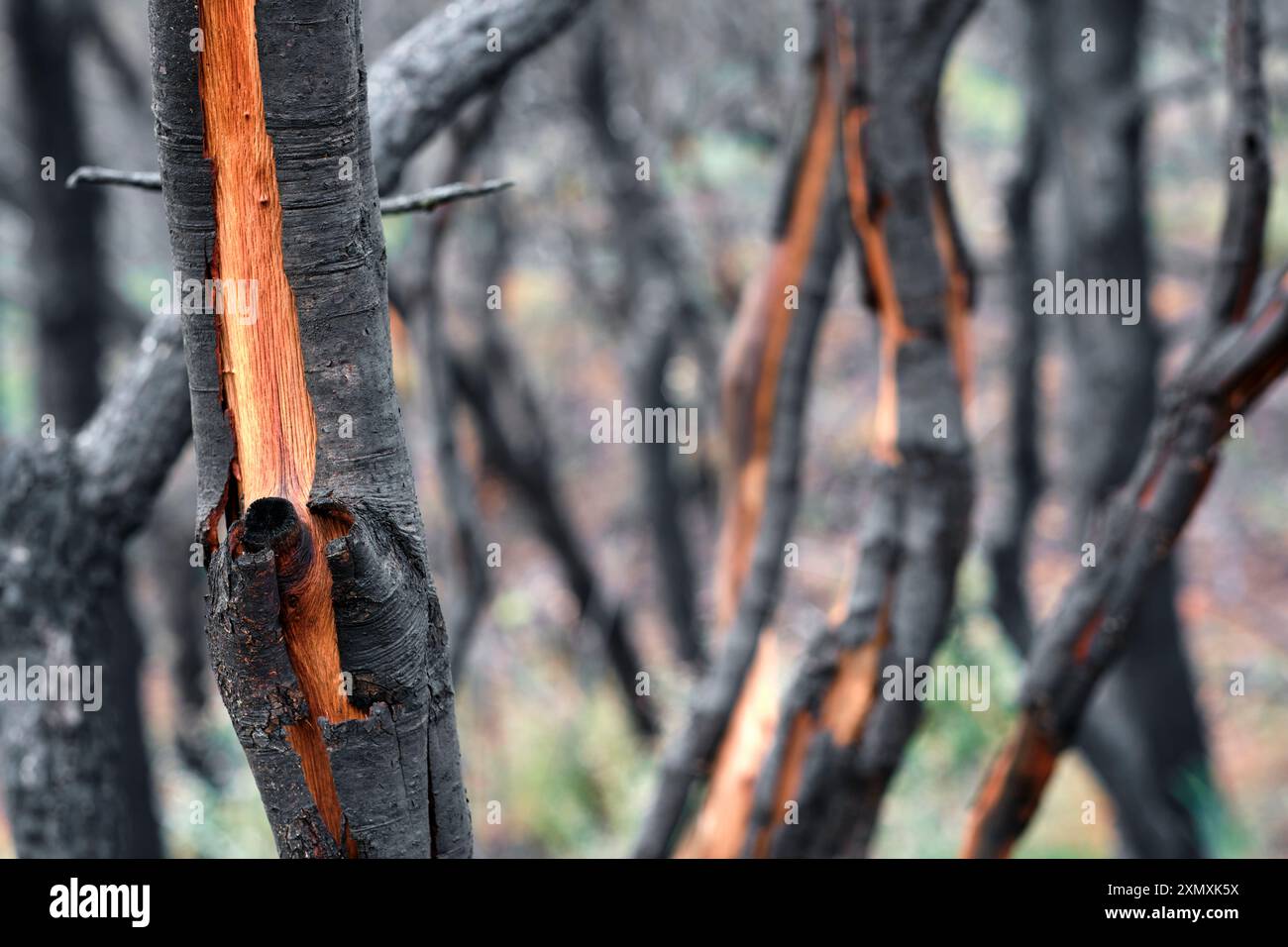 Primo piano dettagliato di un tronco di albero bruciato con la corteccia interna esposta, evidenziando gli effetti di un recente incendio. L'immagine acquisisce il contrasto Foto Stock