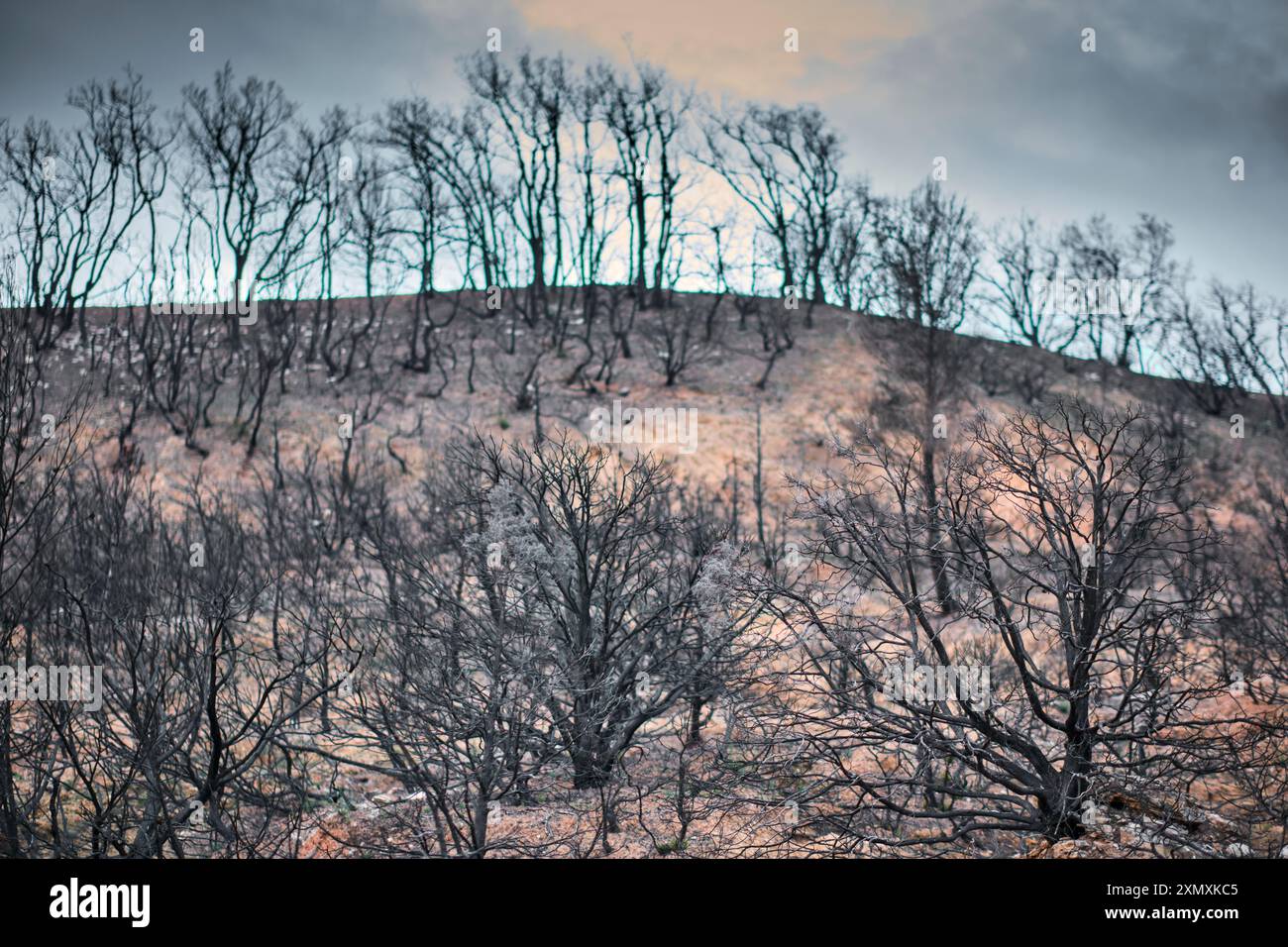 Una foresta in cima a una collina a Legarda, Navarra, Spagna, mostra le conseguenze di un incendio selvaggio, con alberi carbonizzati in piedi contro il cielo. Foto Stock