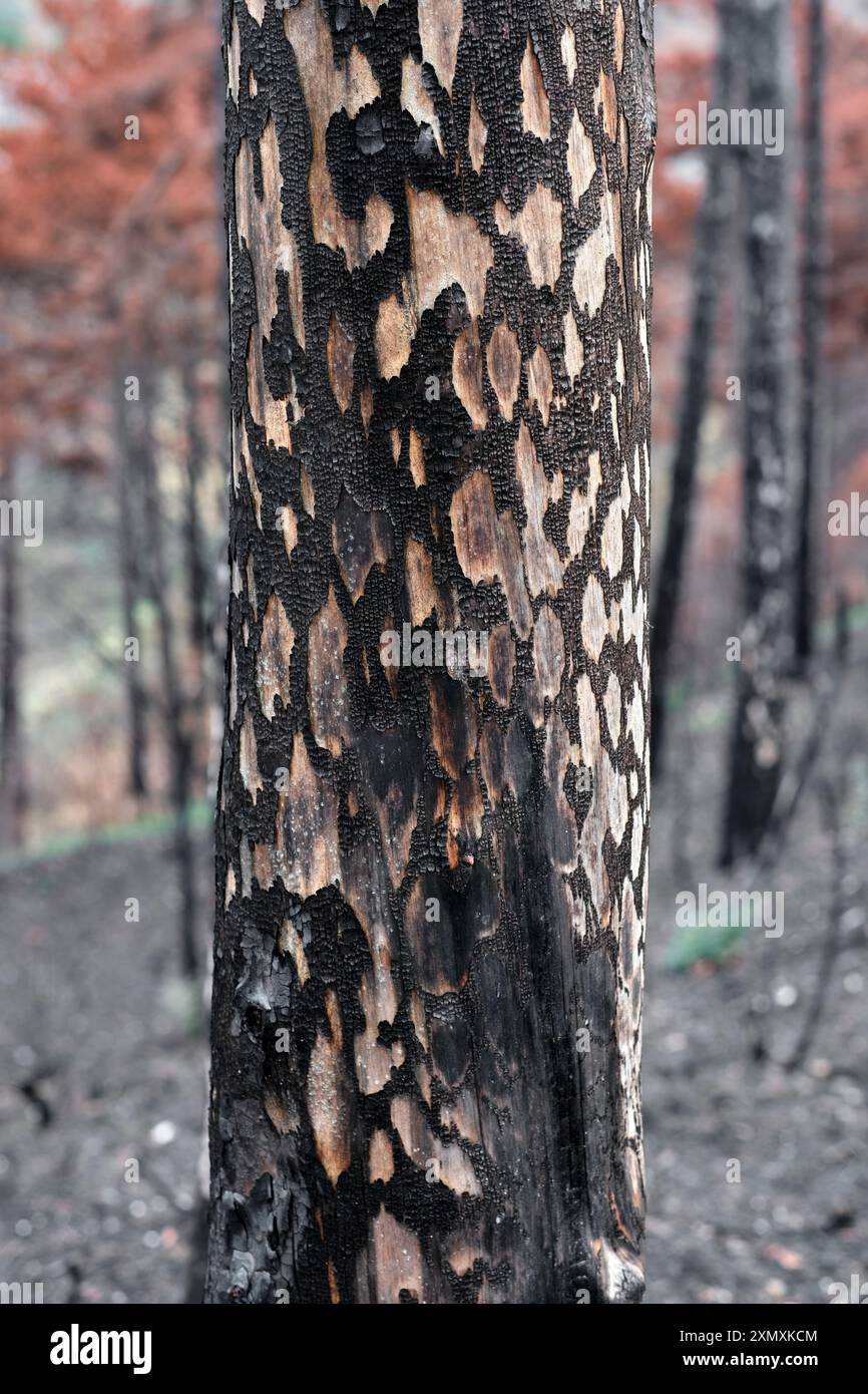 Una vista ravvicinata degli alberi carbonizzati in una foresta di Legarda, Navarra, Spagna, che mostra le conseguenze di un incendio. Foto Stock
