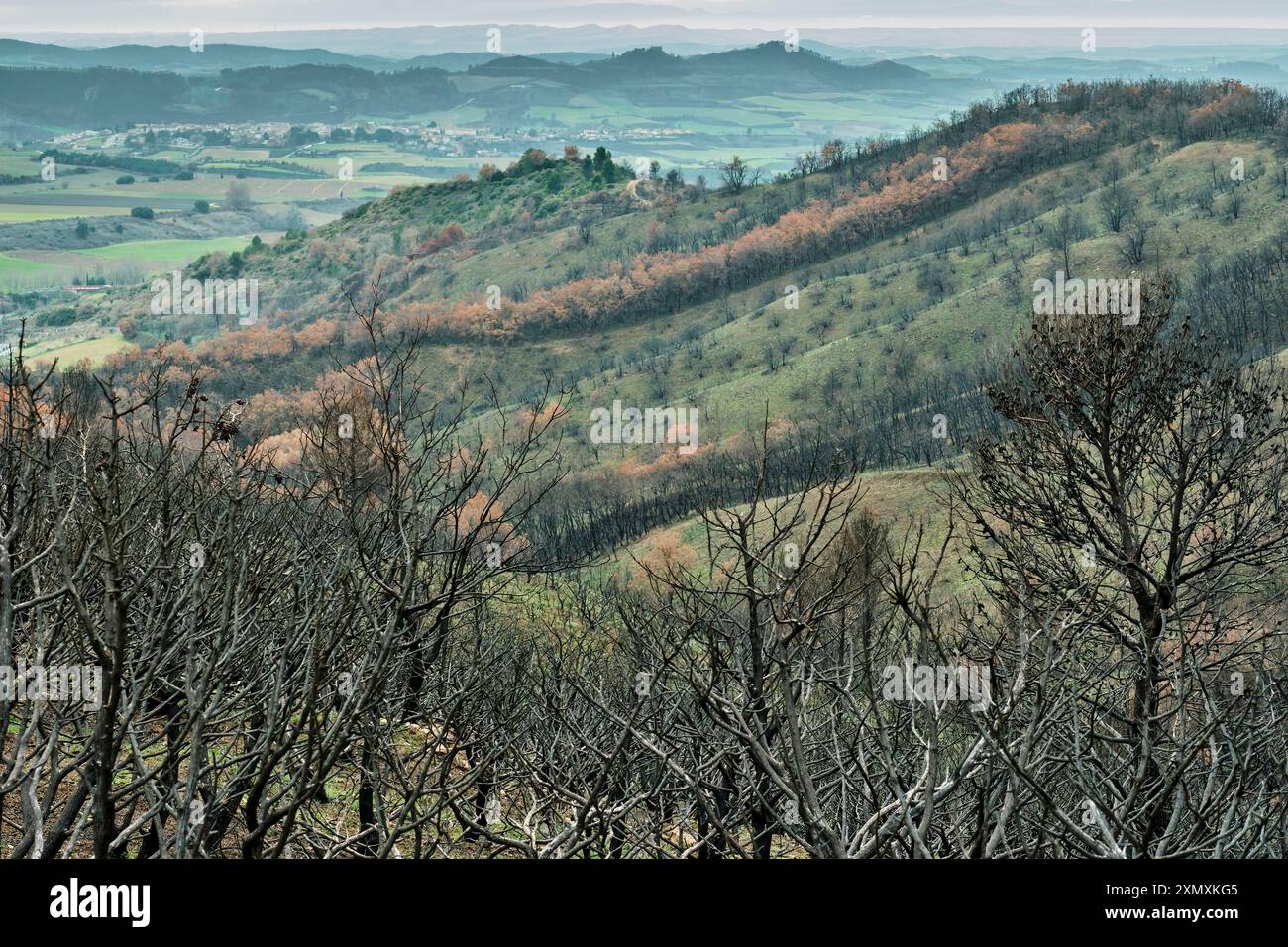 Ampia vista delle colline e delle valli bruciate di Legarda, Navarra, Spagna, che mostra le conseguenze di un recente incendio selvatico con vegetazione bruciata e. Foto Stock