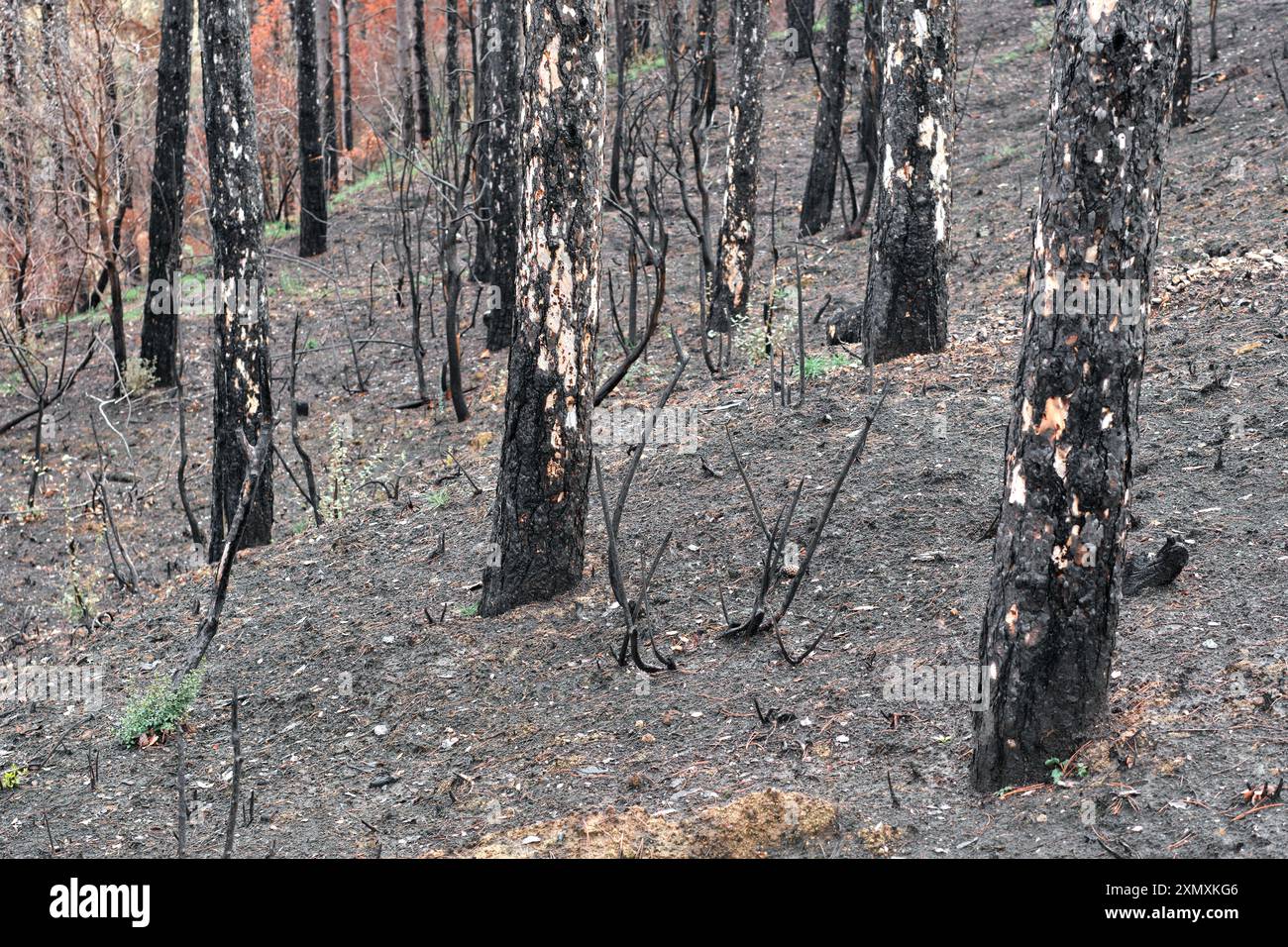 Una vista ravvicinata degli alberi carbonizzati in una foresta di Legarda, Navarra, Spagna, che mostra le conseguenze di un incendio. Foto Stock