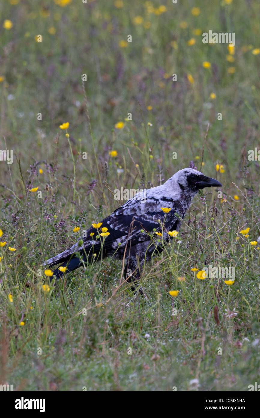 Corvo di Carrion (Corvus corone) leucistico giovanile Norfolk, di colore chiaro cenere luglio 2024 Foto Stock