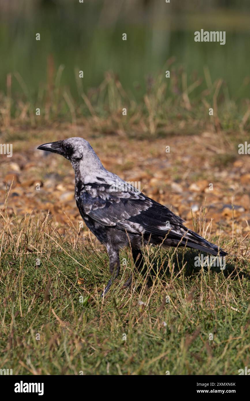 Corvo di Carrion (Corvus corone) leucistico giovanile Norfolk, di colore chiaro cenere luglio 2024 Foto Stock