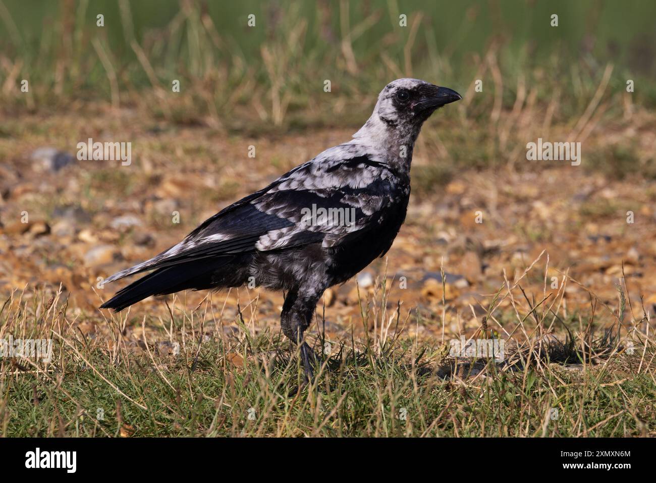 Corvo di Carrion (Corvus corone) leucistico giovanile Norfolk, di colore chiaro cenere luglio 2024 Foto Stock