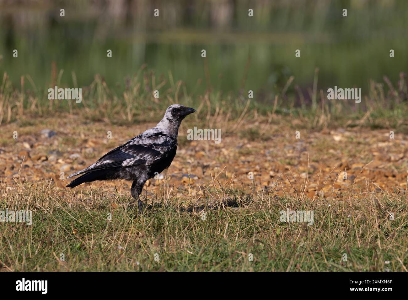 Corvo di Carrion (Corvus corone) leucistico giovanile Norfolk, di colore chiaro cenere luglio 2024 Foto Stock