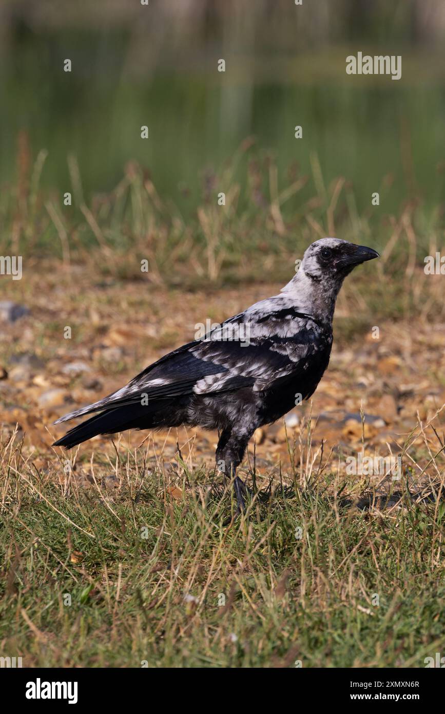 Corvo di Carrion (Corvus corone) leucistico giovanile Norfolk, di colore chiaro cenere luglio 2024 Foto Stock
