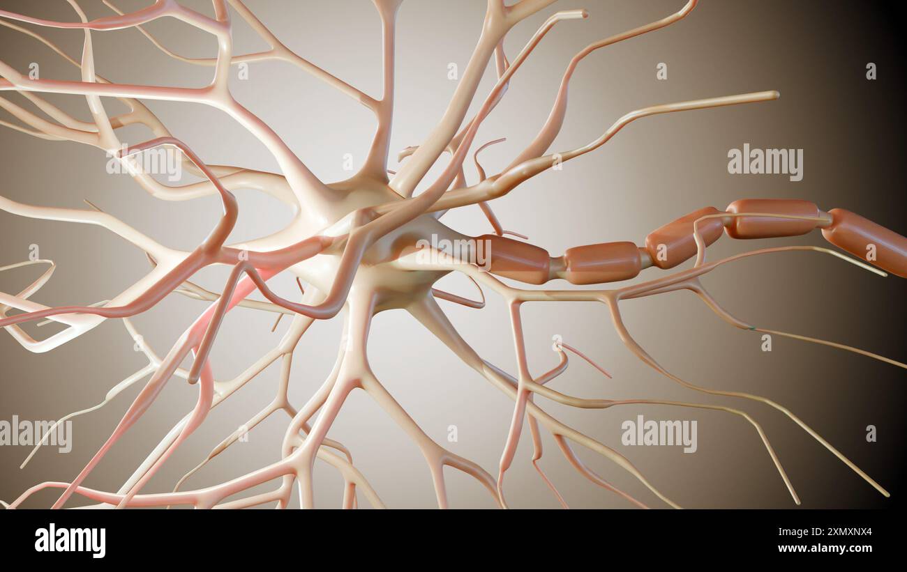 Rendering 3d dei neuroni multipolari. I neuroni multipolari sono il tipo più comune di neurone Foto Stock