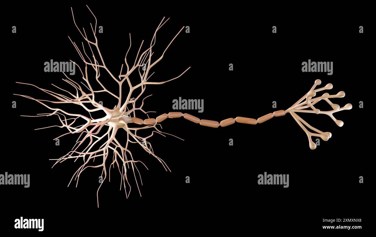 Rendering 3d dei neuroni multipolari. I neuroni multipolari sono il tipo più comune di neurone Foto Stock
