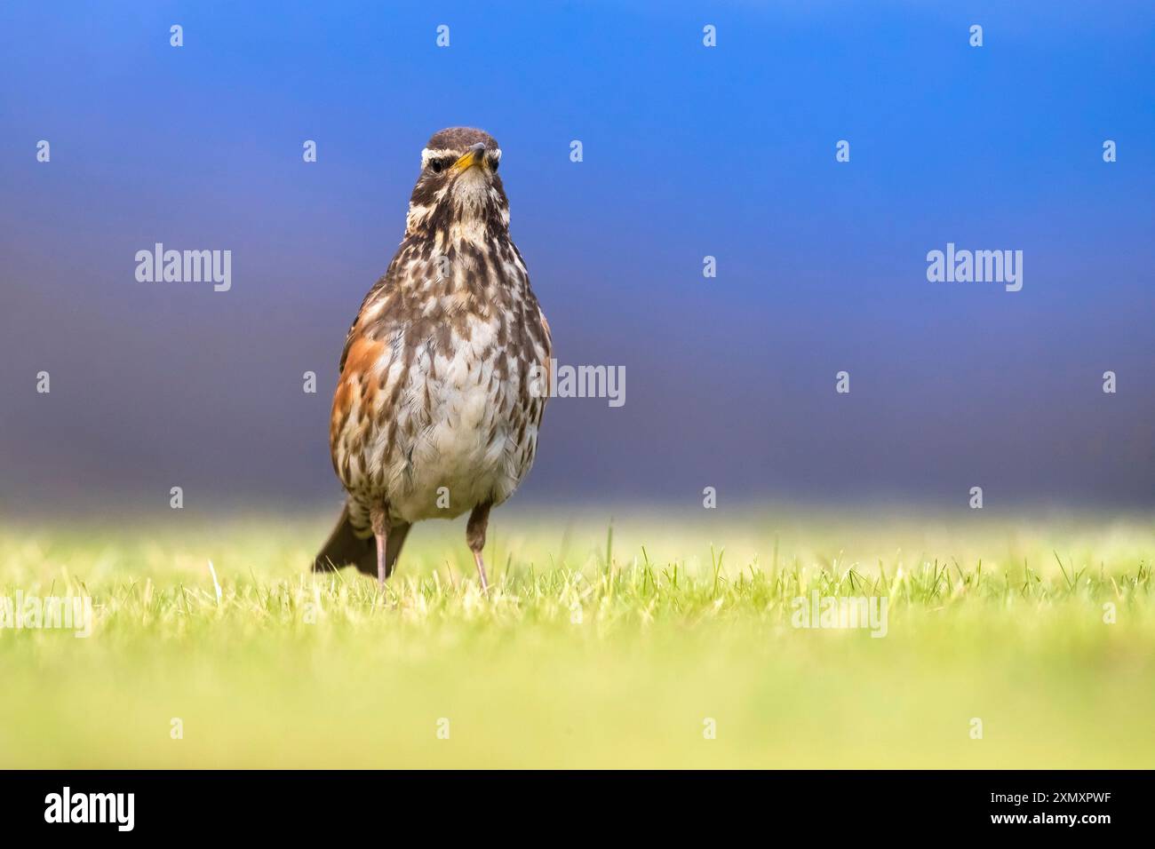 redwing islandese (Turdus iliacus coburni, Turdus coburni), arroccato in un prato, vista frontale, Islanda, Húsavík Foto Stock