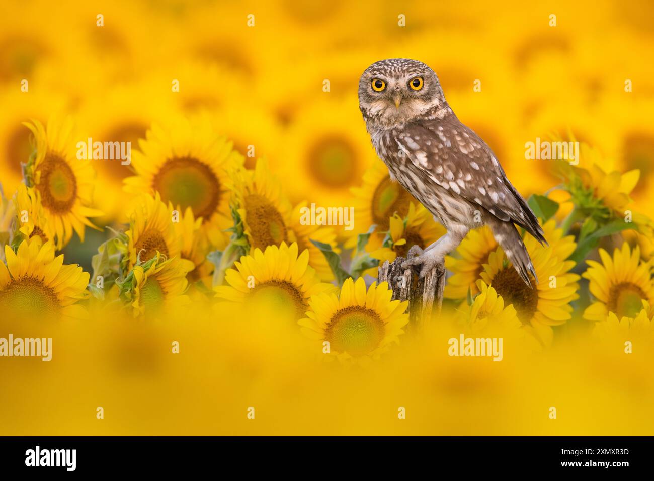 Gufo, gufo di Atena, gufo di Minerva (Athene noctua), appollaiato su un belvedere in un campo di fiori di sole, guardando verso la macchina fotografica, Italia, Toscana Foto Stock