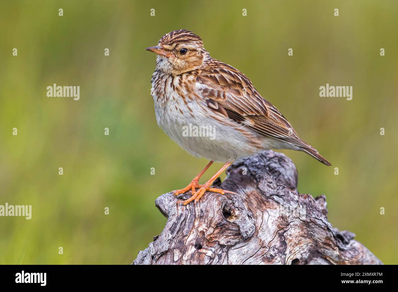 Larice di legno (Lullula arborea), seduto su un tronco d'albero, Italia, Toscana Foto Stock