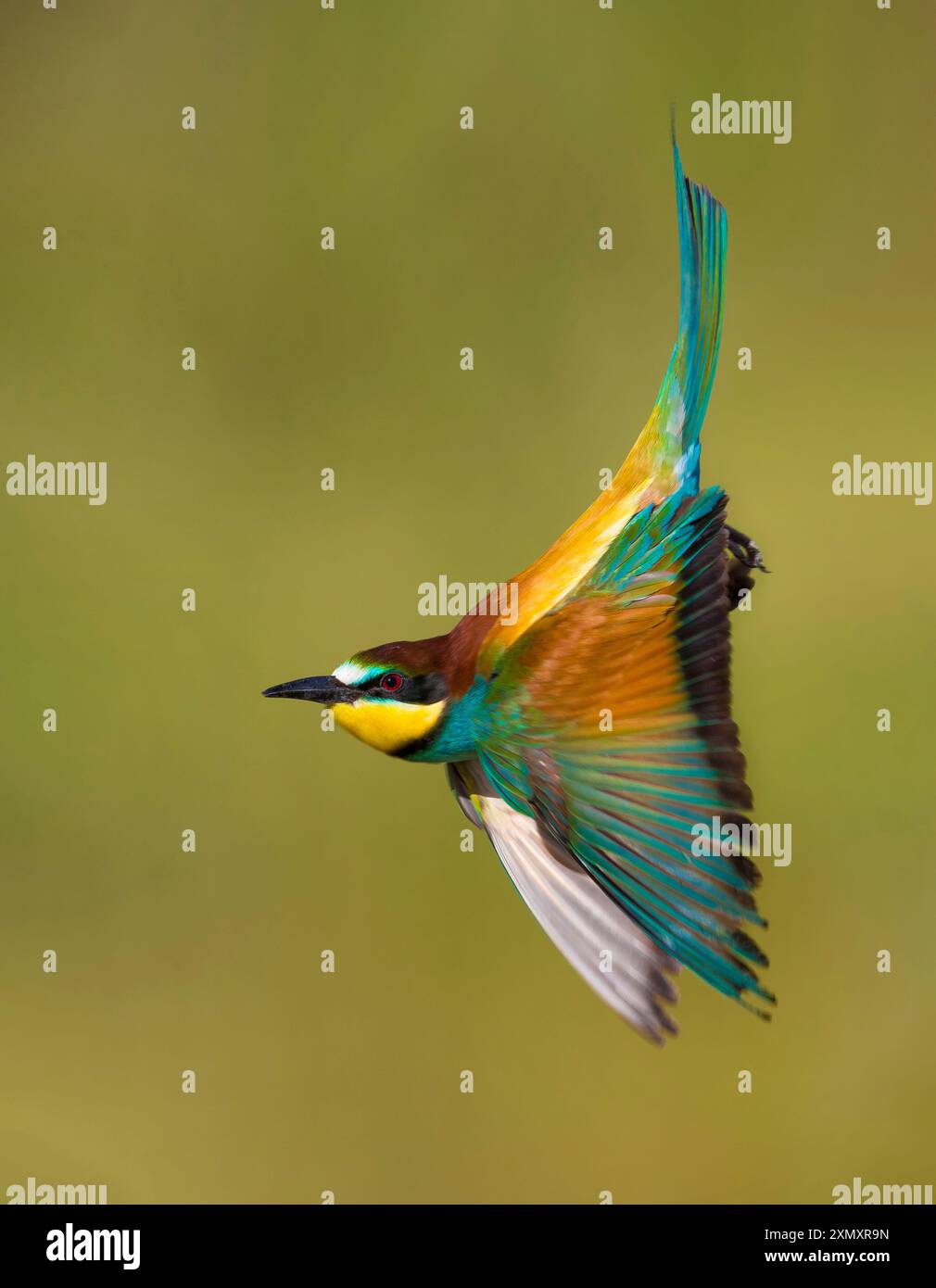 Mangiatore di api europeo (Merops apiaster), in volo, vista laterale, Italia, Toscana Foto Stock