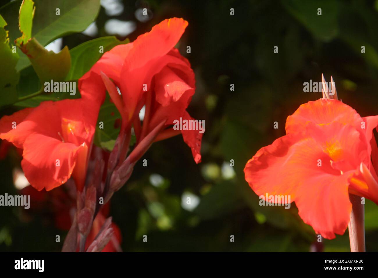 Fiori rossi di canna indica o fiore indiano, che fioriscono e sono illuminati dal sole del mattino Foto Stock