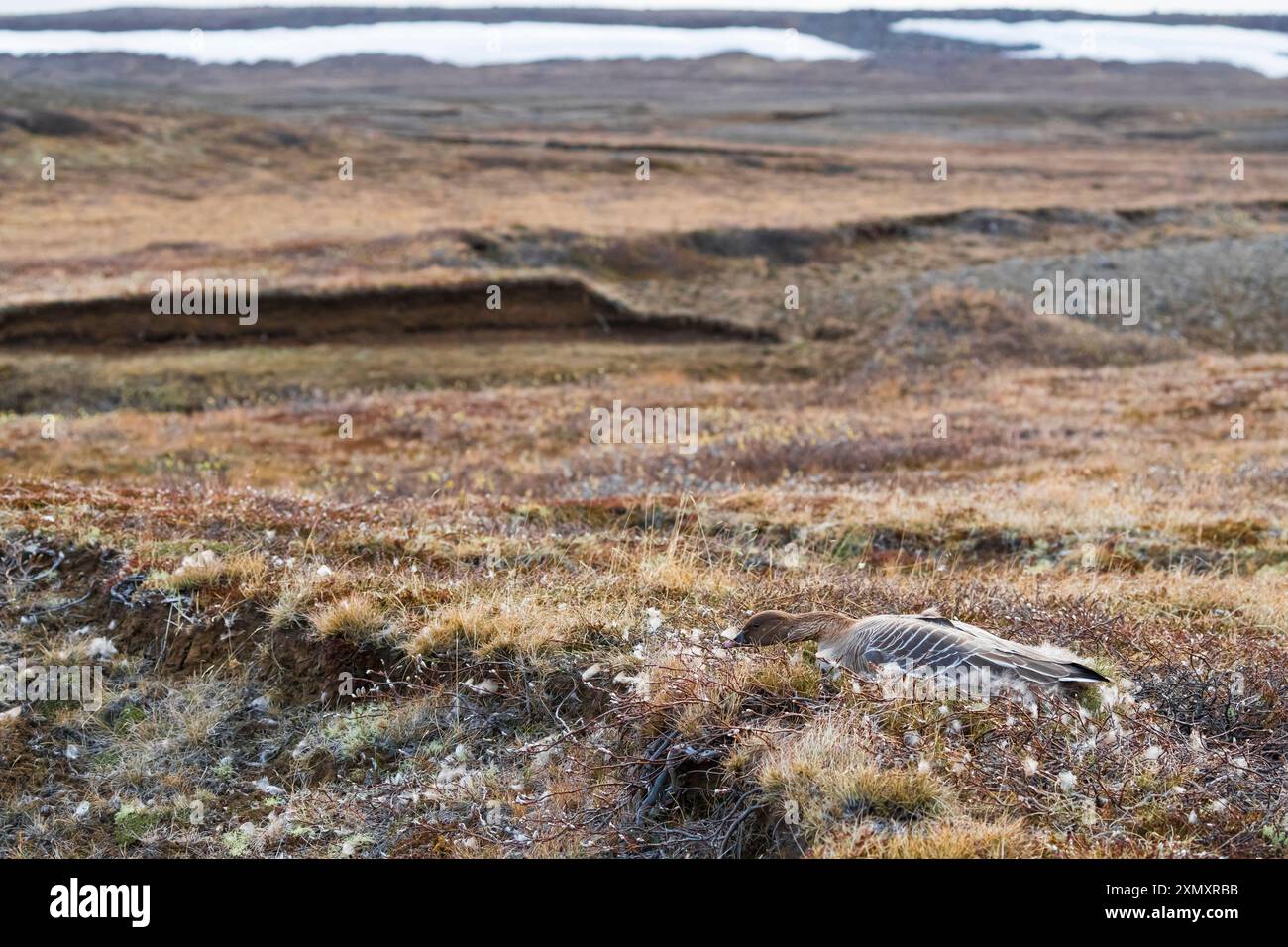 Oca dai piedi rosa (Anser brachyrhynchus), che si abbassa sul suo nido, vista laterale, Islanda Foto Stock