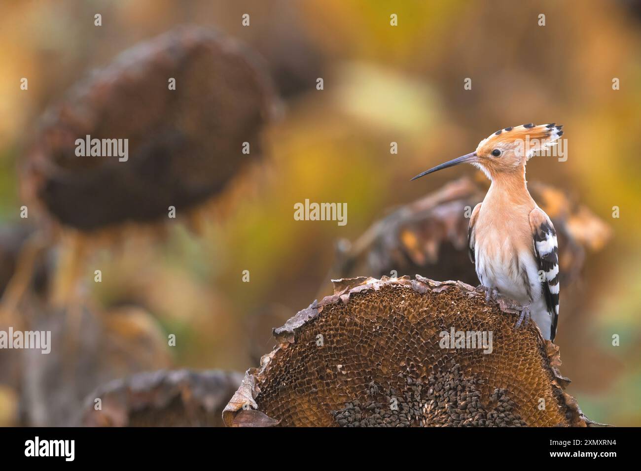 hoopoe (Upupa epops), appollaiato su un girasole essiccato, Italia, Toscana, Lago di Massaciuccoli; Bonifica Foto Stock