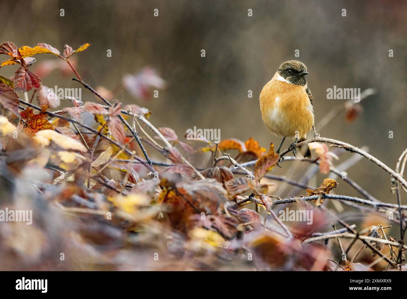 Comune Stonechat, stonechat europea (Saxicola rubicola, Saxicola torquata rubicola), arroccato su un arbusto in autunno, vista frontale, Italia, Toscana Foto Stock