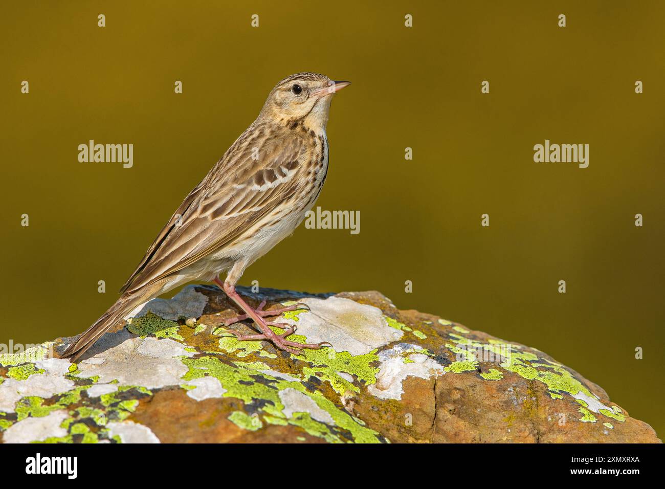 Pitpit di alberi (Anthus trivialis), seduto su una roccia ricoperta di licheni, Italia, Toscana Foto Stock