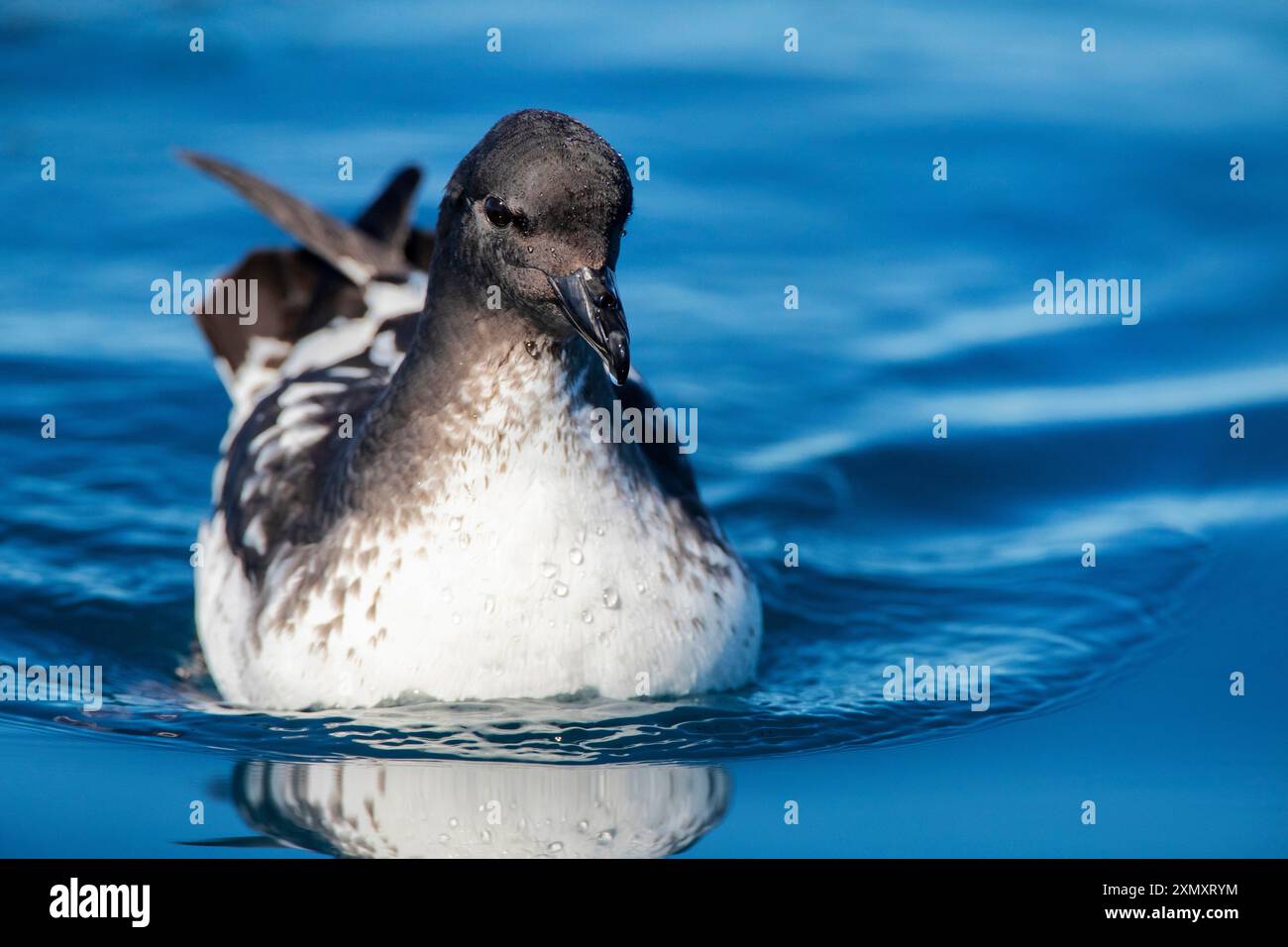 Pintado Petrel, Antartico cape petrel, Cape petrel (Daption capense australe, Daption australe), nuoto nell'Oceano Pacifico, nuova Zelanda, Sud Foto Stock