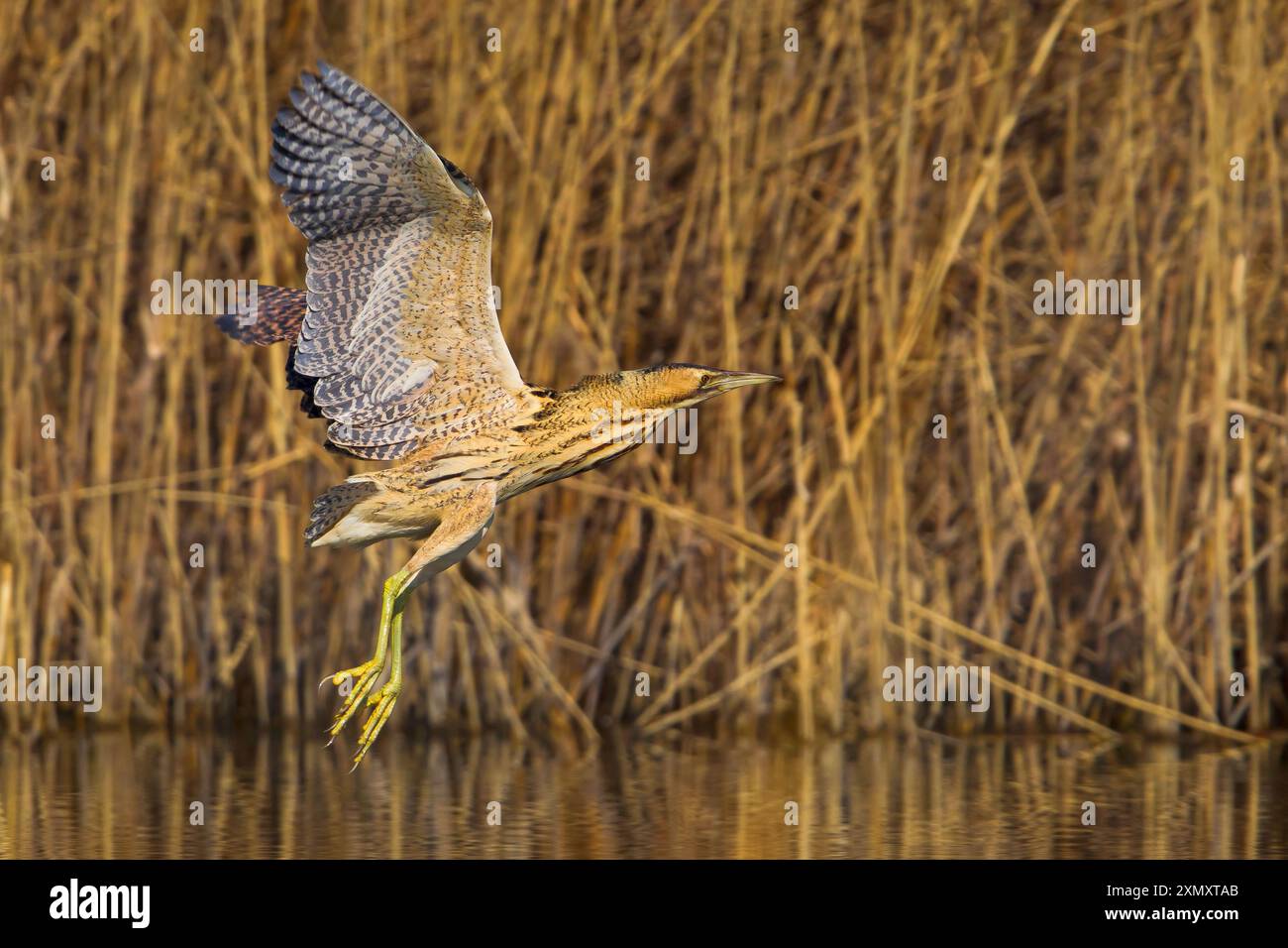 Bitterna eurasiatica, grande bitterna (Botaurus stellaris), che vola sopra la superficie dell'acqua su una cintura di canne, vista laterale, Italia, Toscana, piana fiorentina; Stag Foto Stock