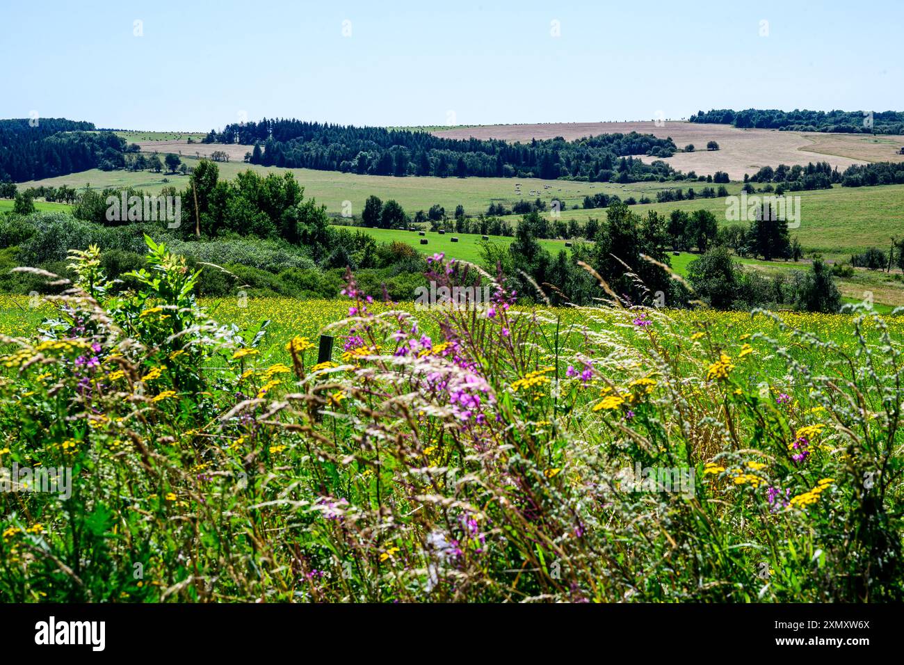 Krasny Les, Repubblica Ceca. 29 luglio 2024. Il Ministero dell'ambiente ha avviato il processo di dichiarazione della Krusne hory (Monti ore) un'area paesaggistica protetta (PLA), che sarà la più grande area protetta della Cechia con un'area proposta di circa 1.200 chilometri quadrati. Fiori ritratti al prato di Krasny les nelle montagne ore, Repubblica Ceca, 29 luglio 2024. Crediti: Ondrej Hajek/CTK Photo/Alamy Live News Foto Stock