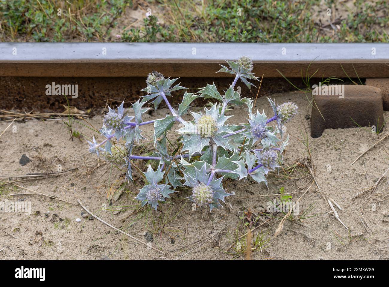 Fioritura di Sea Holly, Eryngium maritimum, che cresce accanto a una linea ferroviaria, Galles occidentale. Foto Stock