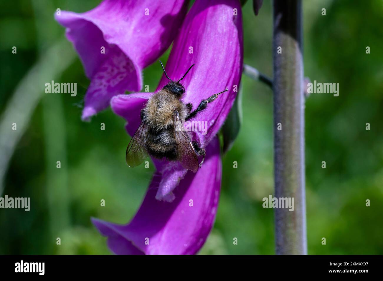 Immagine macro colorata di un Bumble Bee che riposa su un Vivid Purple Foxglove Flower (digitalis purpurea) in estate. Foto Stock