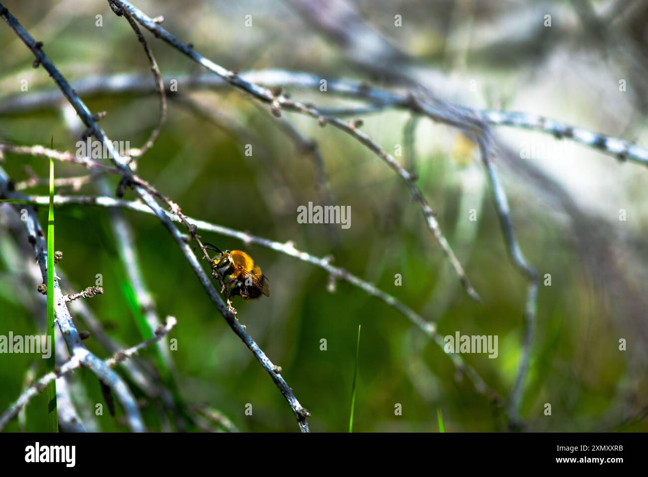 Una foto macro che cattura gli intricati dettagli di un'ape Bombus appoggiata su un ramo, evidenziandone la texture sfocata e i colori vivaci. Foto Stock
