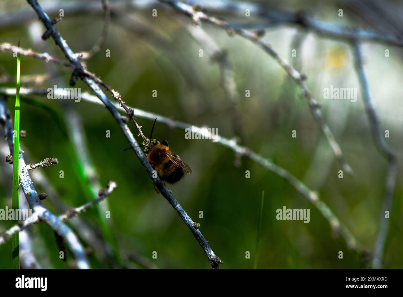Una foto macro che cattura gli intricati dettagli di un'ape Bombus appoggiata su un ramo, evidenziandone la texture sfocata e i colori vivaci. Foto Stock