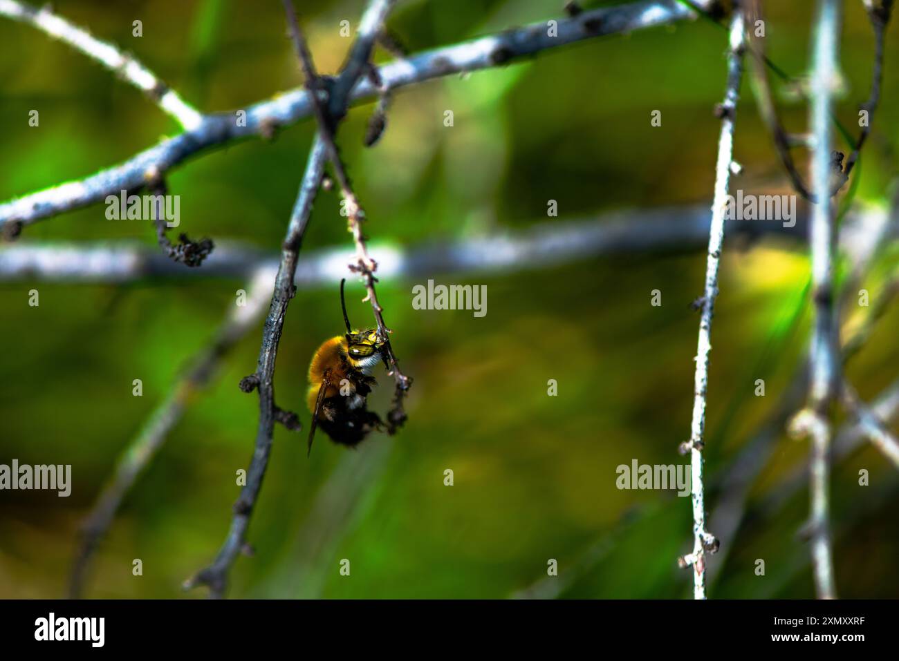 Una foto macro che cattura gli intricati dettagli di un'ape Bombus appoggiata su un ramo, evidenziandone la texture sfocata e i colori vivaci. Foto Stock