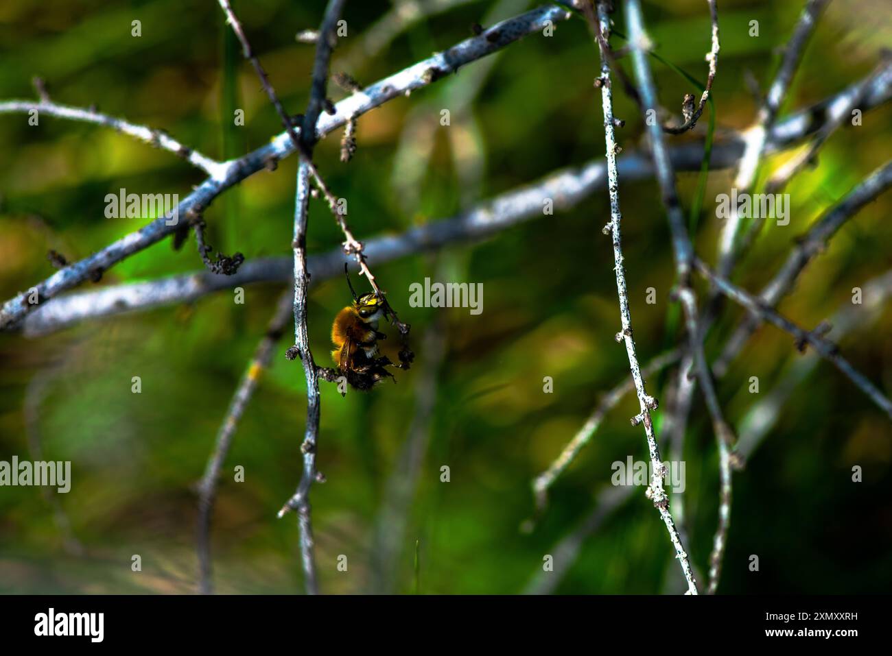 Una foto macro che cattura gli intricati dettagli di un'ape Bombus appoggiata su un ramo, evidenziandone la texture sfocata e i colori vivaci. Foto Stock