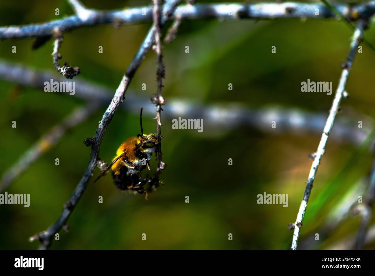 Una foto macro che cattura gli intricati dettagli di un'ape Bombus appoggiata su un ramo, evidenziandone la texture sfocata e i colori vivaci. Foto Stock