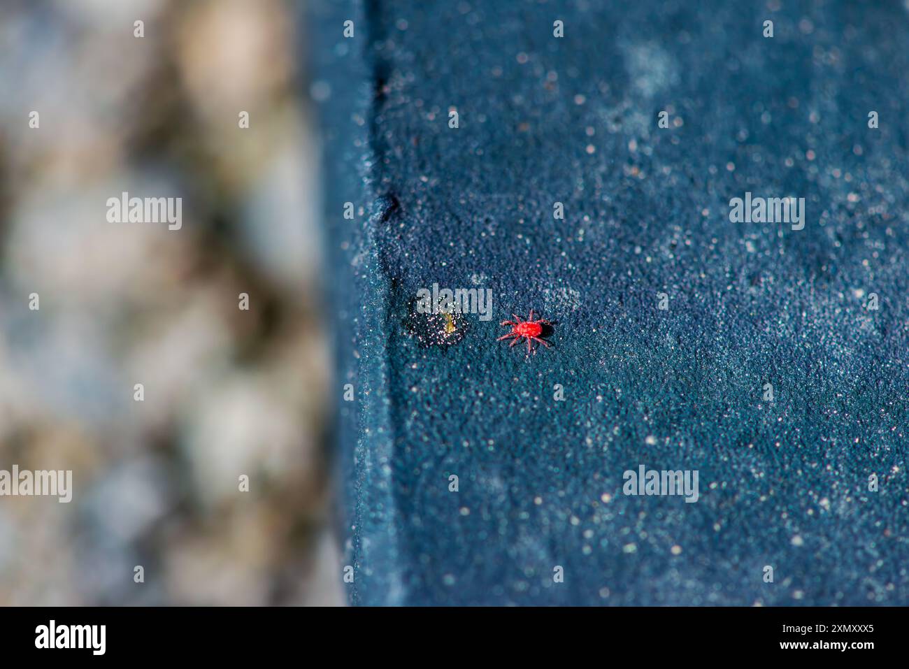 Una foto macro che cattura i dettagli intricati e i colori vivaci di un segno di spunta rosso sul terreno, evidenziandone le piccole ma distintive caratteristiche. Foto Stock
