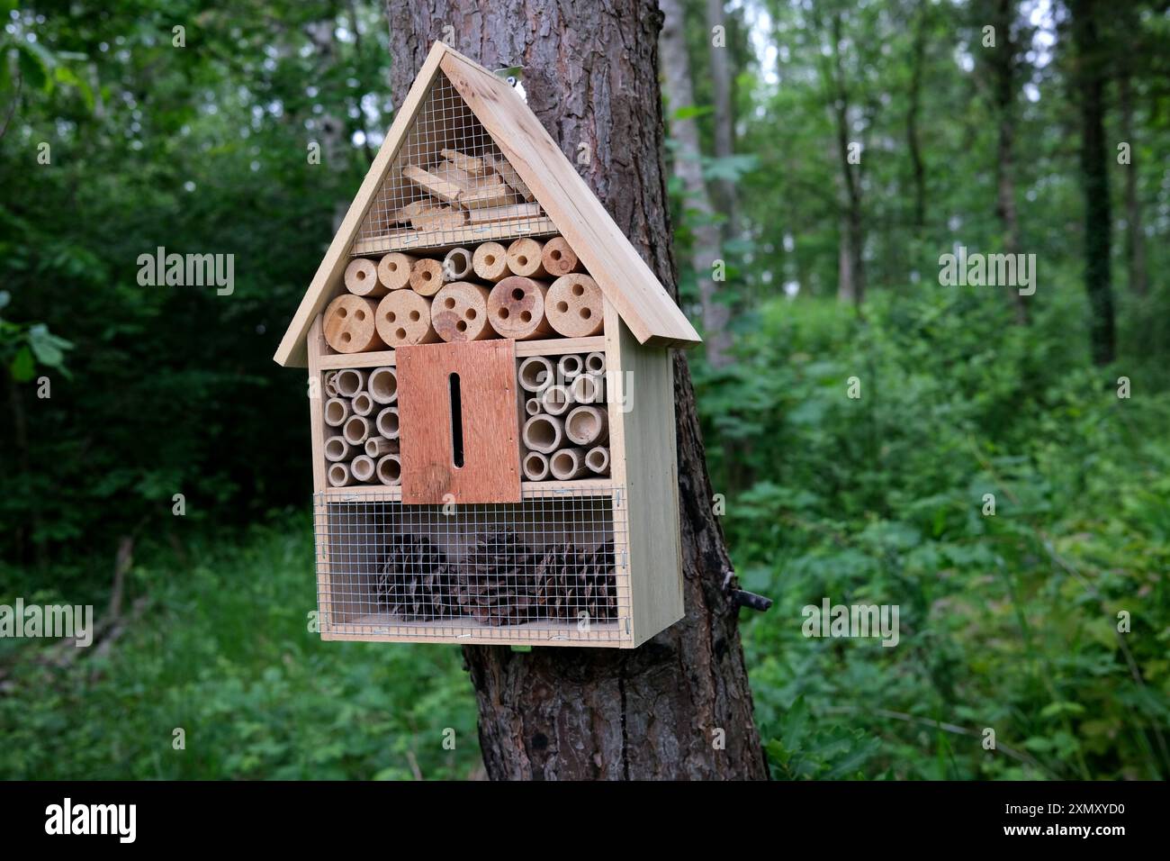 Insetti e api in legno per osservare la fauna selvatica Inghilterra, Regno Unito Foto Stock