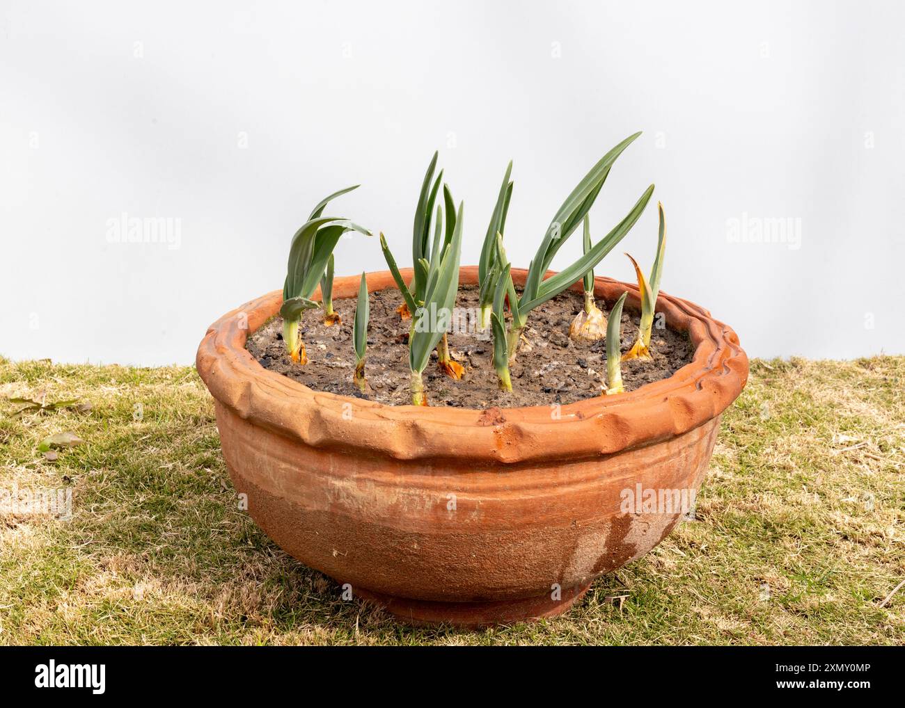 Piante d'aglio che crescono in una pentola. Concetto di giardinaggio nel cortile. Foto Stock
