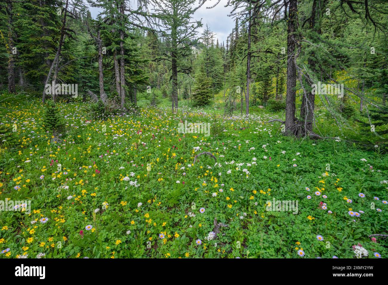 Fiori selvatici in fiore sul fondo della foresta al Sunshine Meadows al Mount Assiniboine Provincial Park, British Columbia, Canada Foto Stock