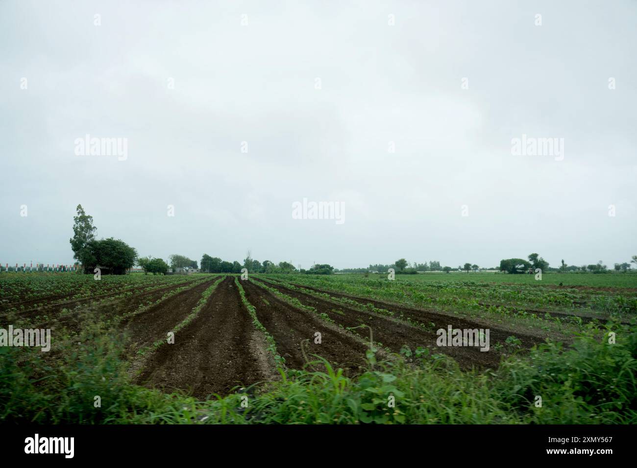 Cattura l'essenza della vita rurale con questa immagine serena di lussureggianti terreni agricoli che si estendono sotto un cielo morbido e nuvoloso. Perfetto per i temi dell'agricoltura, natu Foto Stock