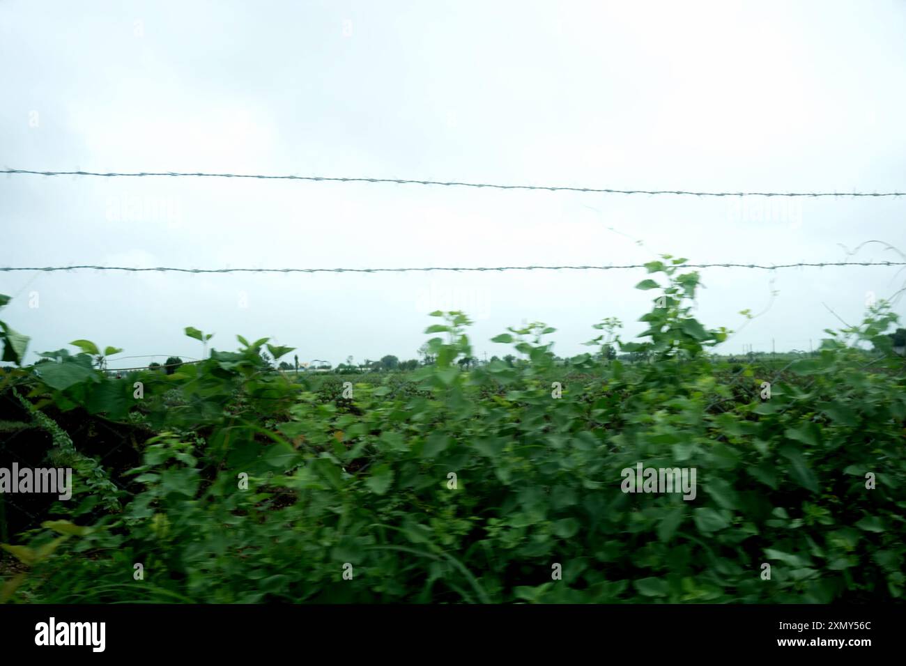 Scopri la pace dell'esistenza rurale con questa affascinante fotografia che mostra file ordinati di colture in un campo verde, che si estendono sotto un ampio spazio Foto Stock
