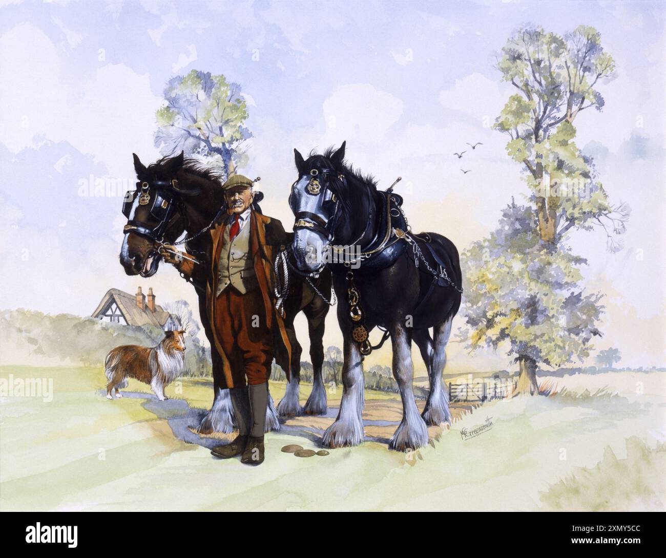 Un paio di Shire Horses & Farmer Foto Stock