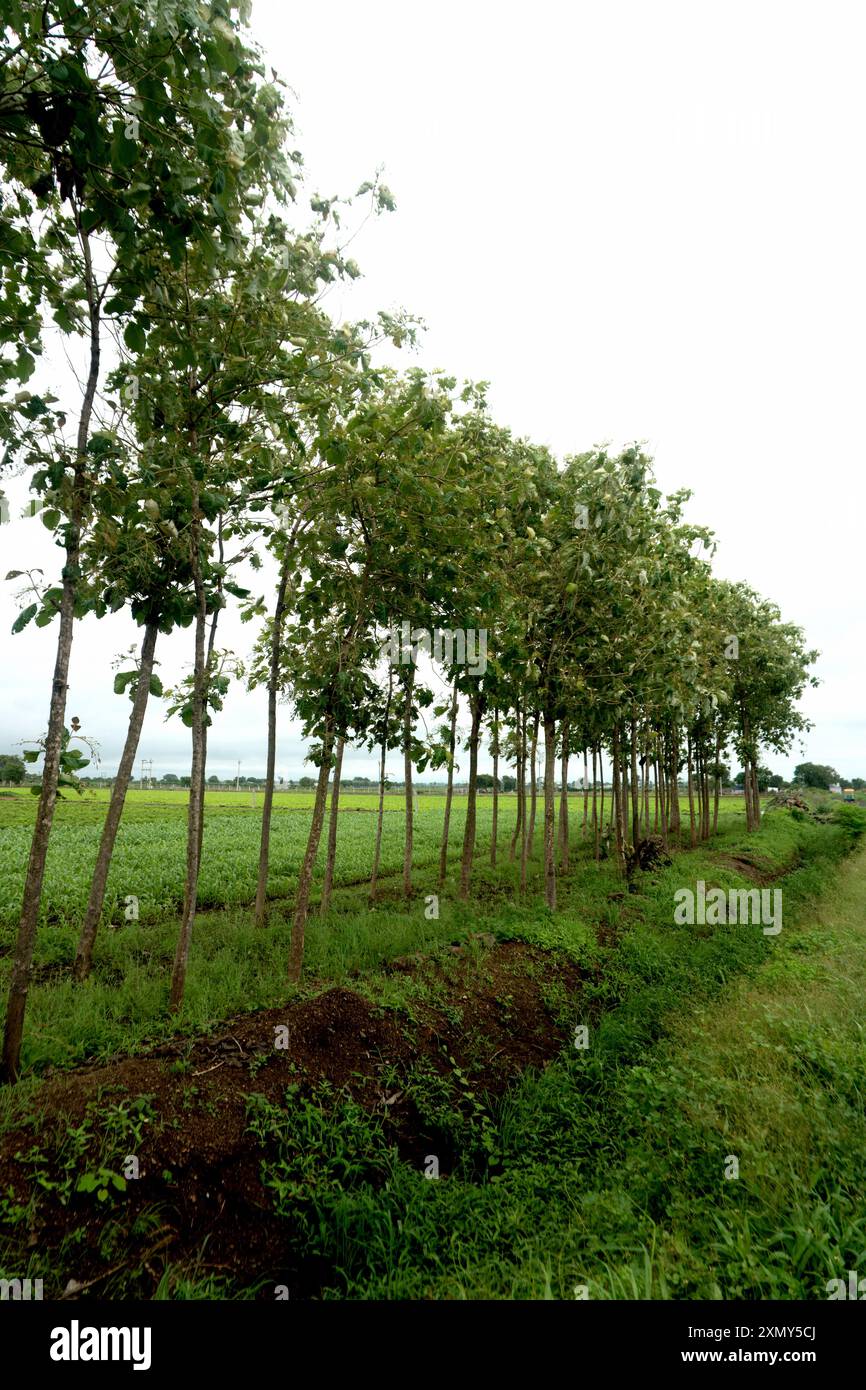 Un tranquillo sentiero sterrato si snoda attraverso una fila di giovani alberi frondosi sotto un cielo coperto. La promessa di crescita e rinnovamento della natura. Foto Stock