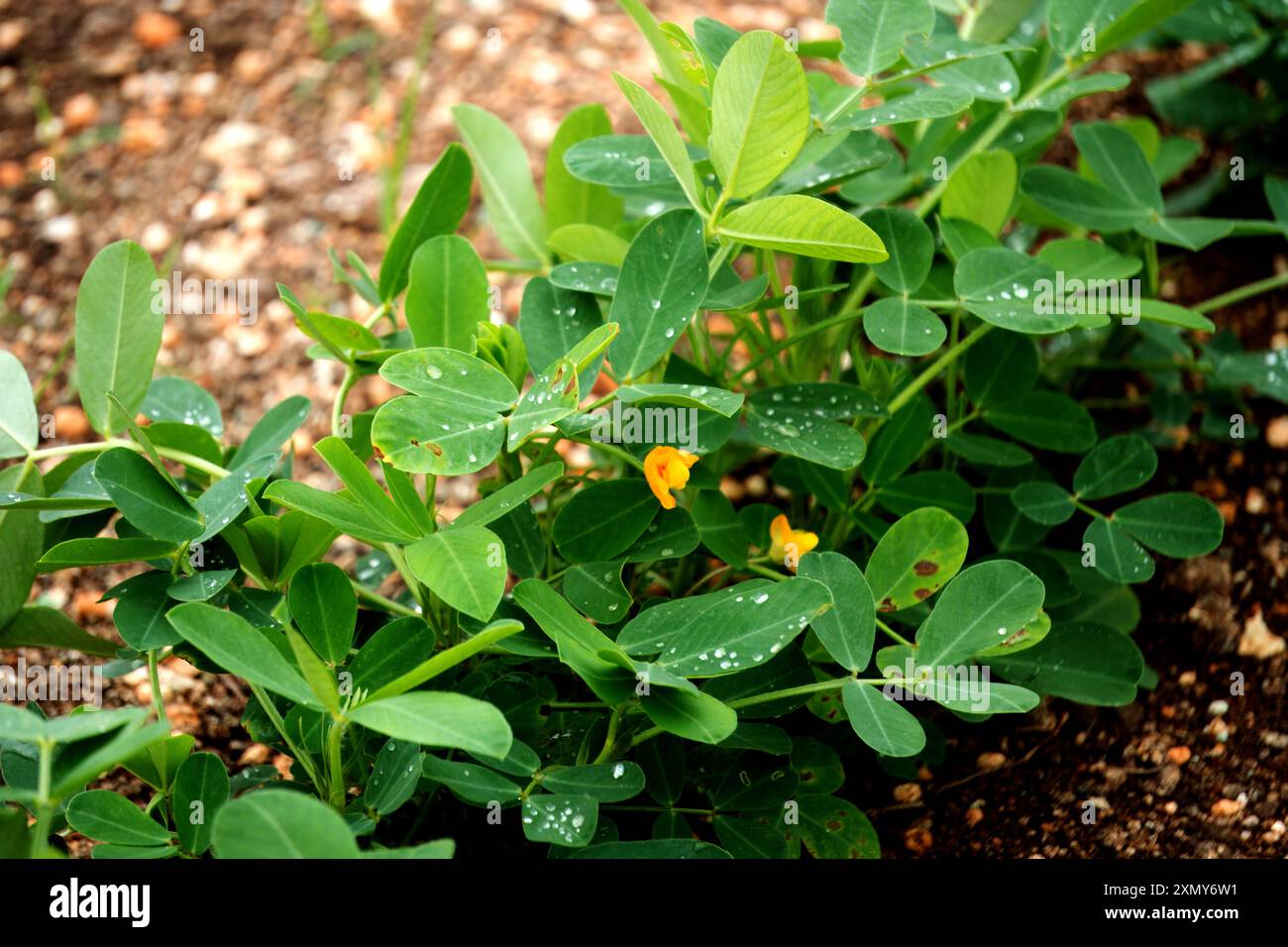 Scopri la bellezza naturale dell'agricoltura con questo primo piano di una fiorente pianta di arachidi. Adornato con gocce di rugiada fresche e delicato flo giallo Foto Stock