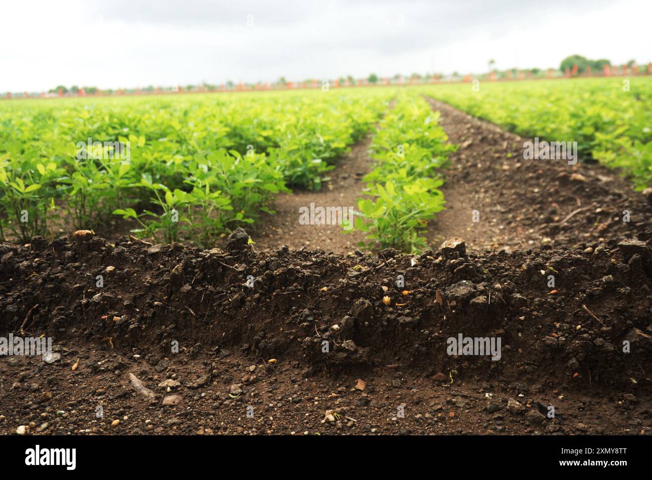 Scopri l'essenza dell'agricoltura con questa accattivante immagine che mostra le vivaci file di colture verdi che fioriscono nel terreno fertile. Il cielo coperto suggerisce Foto Stock
