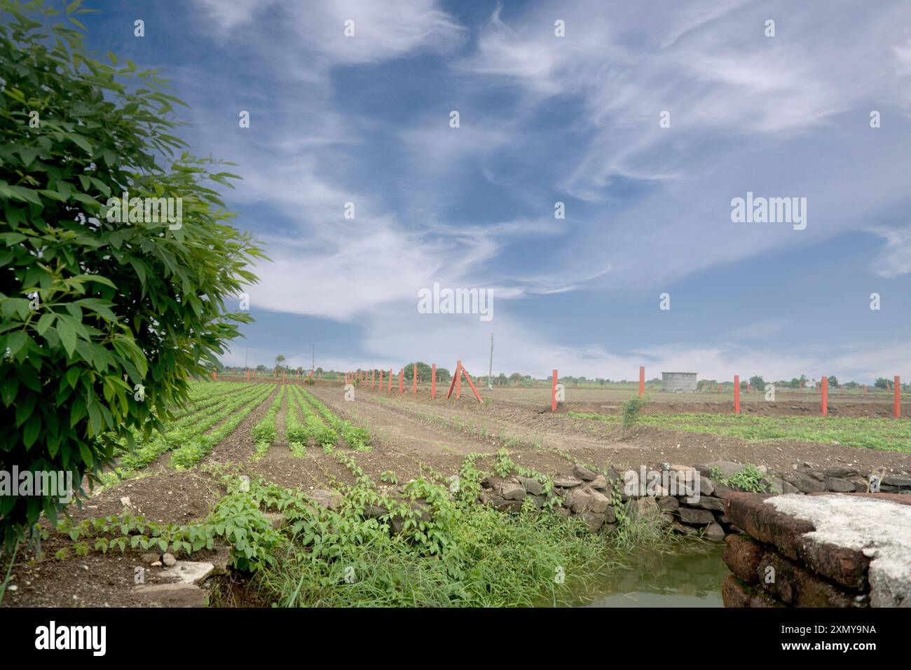 Immergiti nella serenità della vita rurale mentre ti godi il tranquillo paesaggio rurale. I lussureggianti campi coltivati si estendono verso alberi maestosi che si stagliano Foto Stock