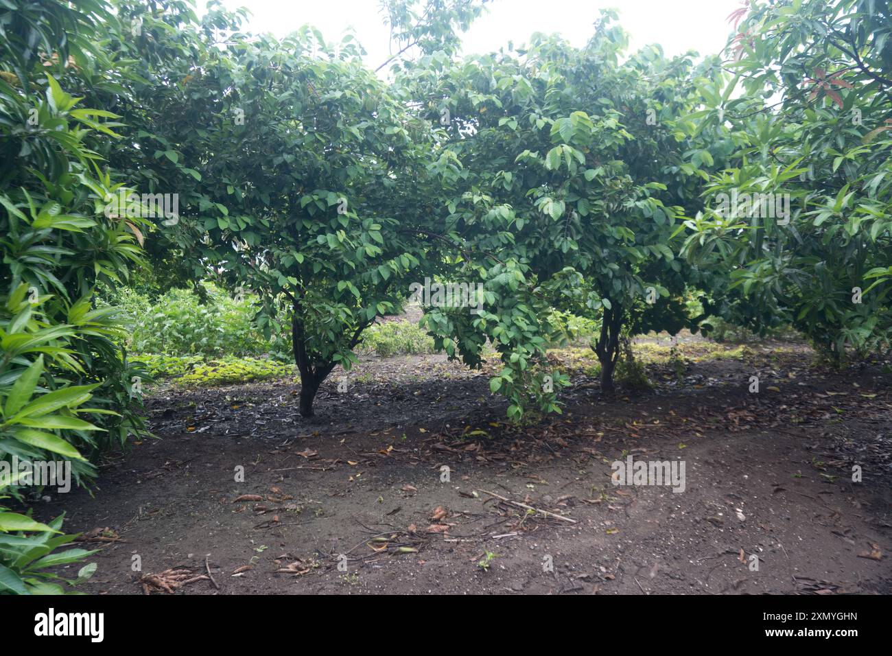 Esplora la bellezza dell'abbondanza della natura attraverso questa vivace rappresentazione di un albero di mango. I suoi forti arti sono decorati con lussureggianti foglie verdi, S. Foto Stock